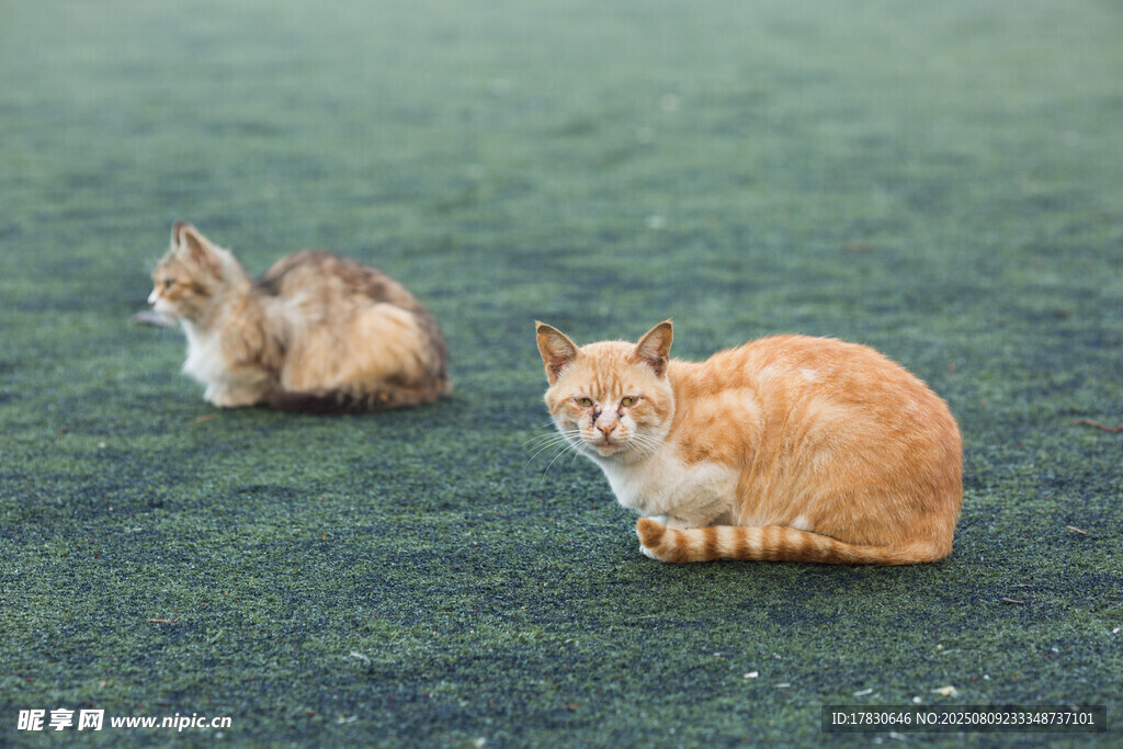 猫咪