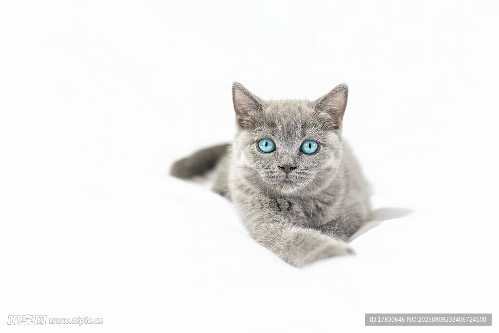 猫咪