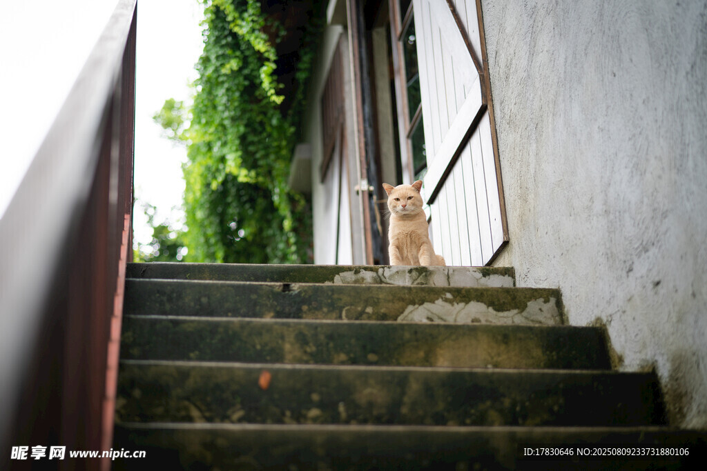 猫咪