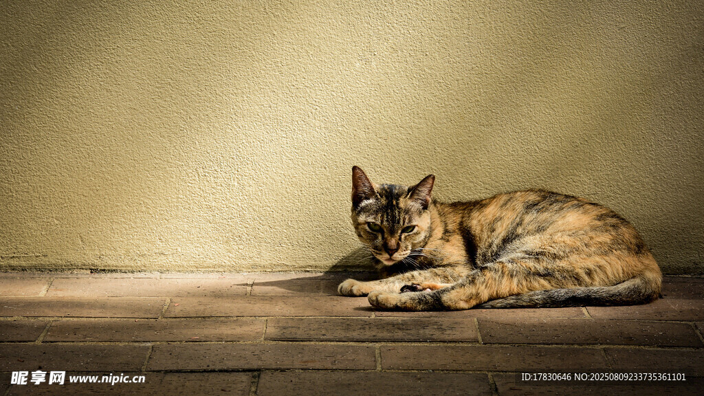 猫咪