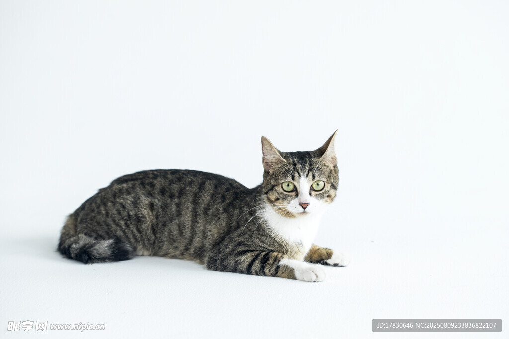 猫咪