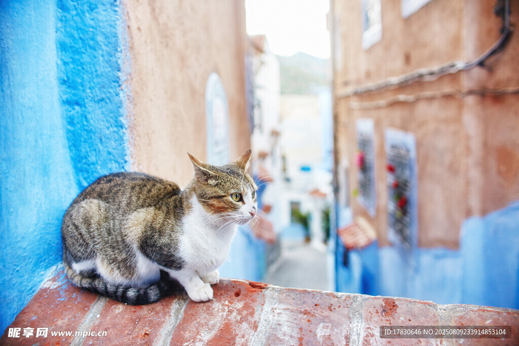 猫咪