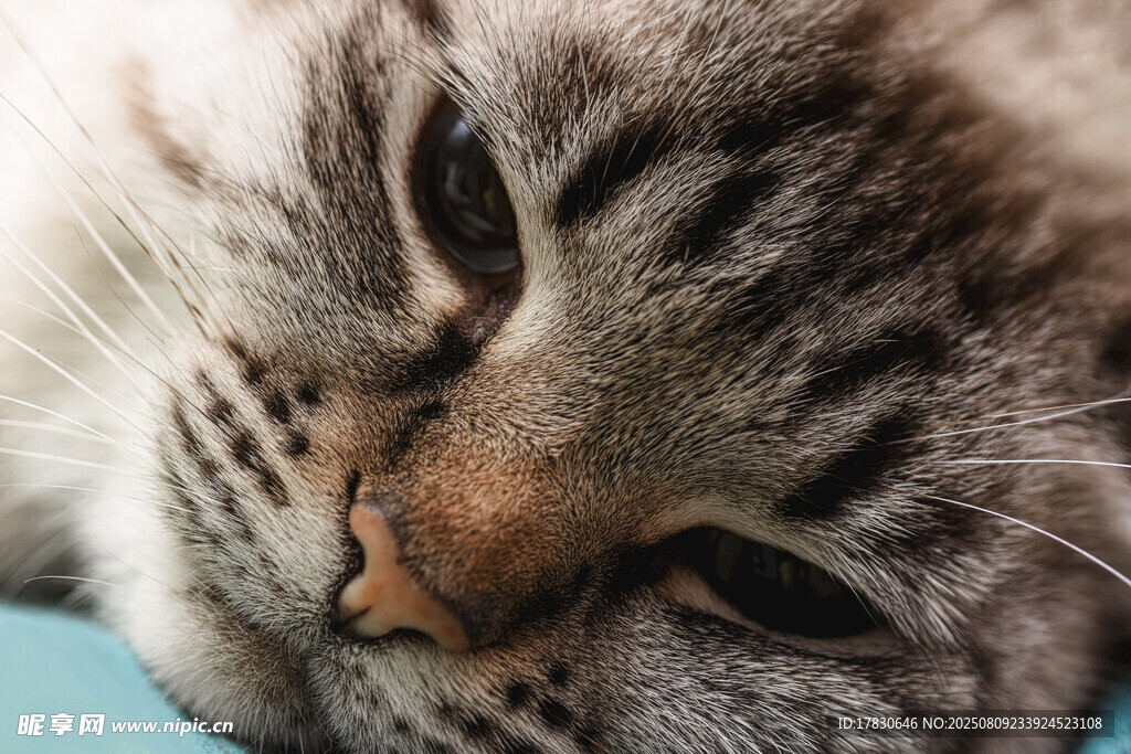 猫咪