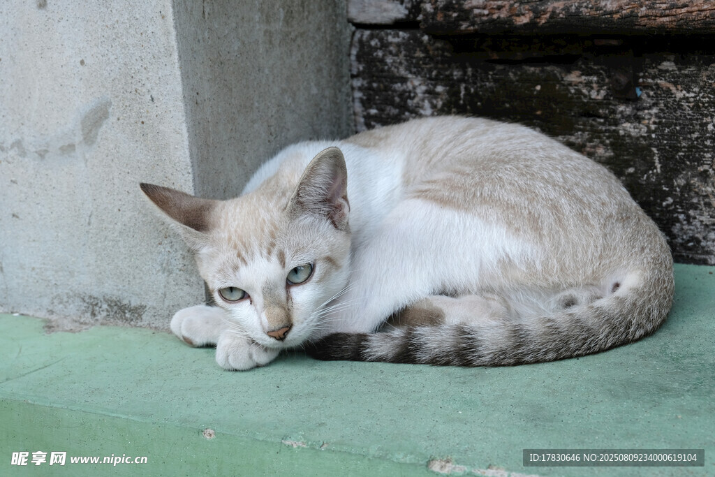 猫咪