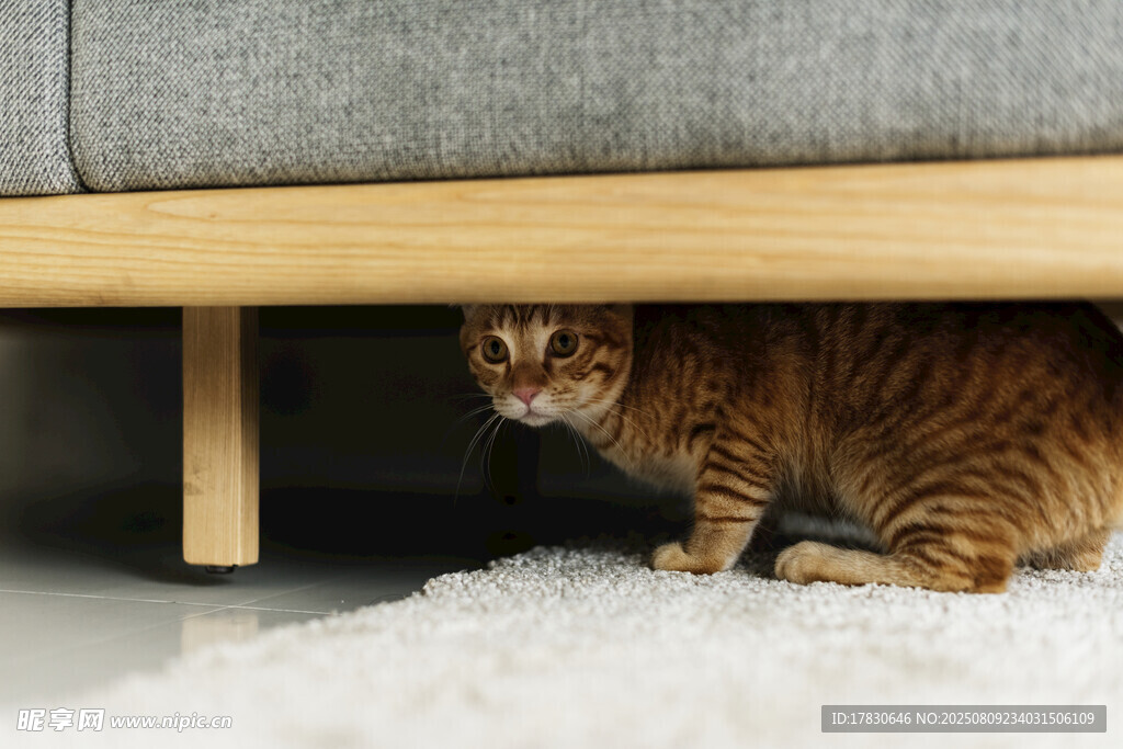 猫咪