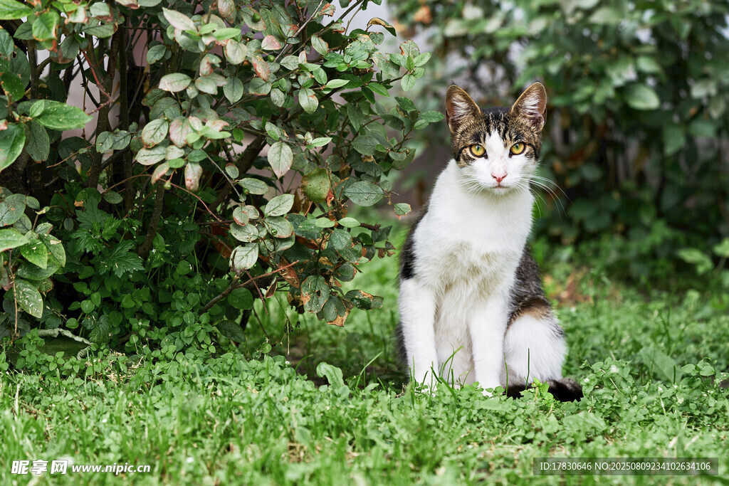 猫咪