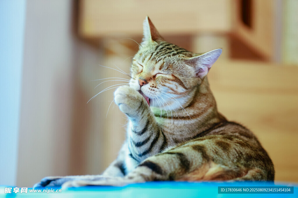 猫咪