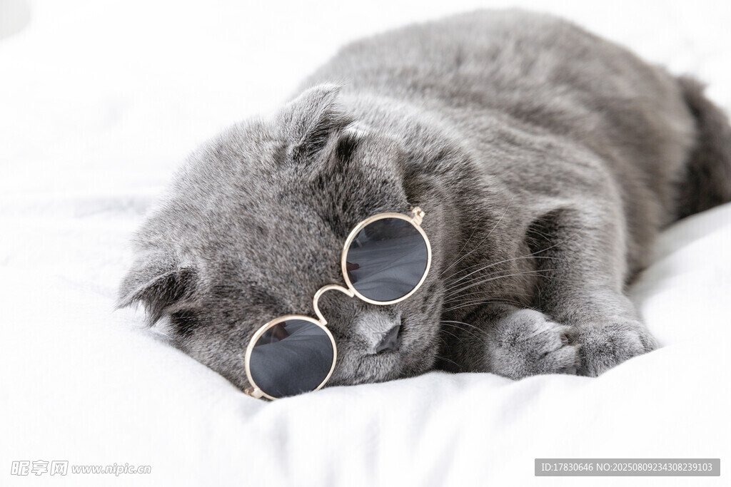 戴墨镜酣睡的可爱猫咪