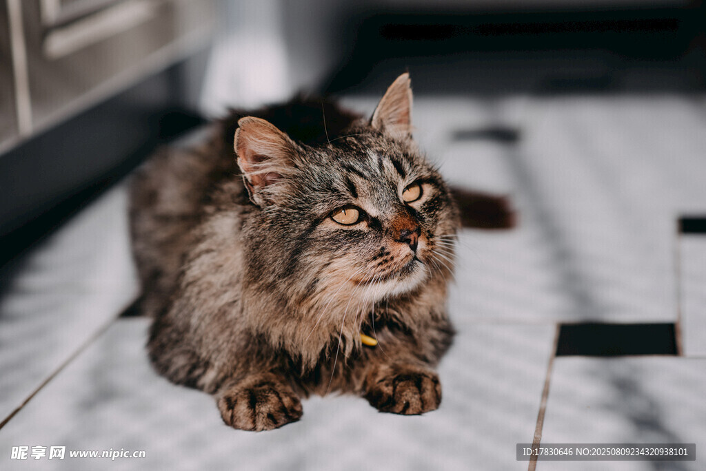 长毛猫咪惬意趴坐