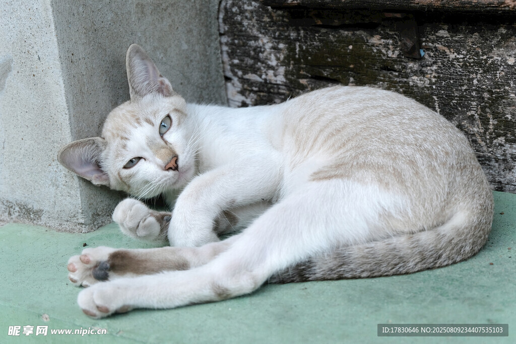 酣睡的猫咪