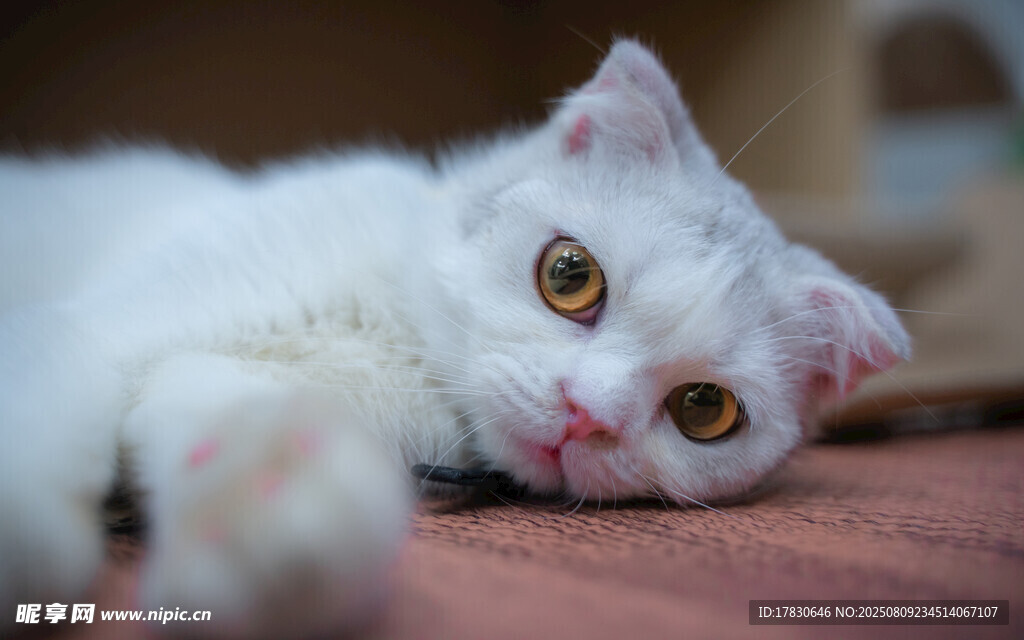 猫咪