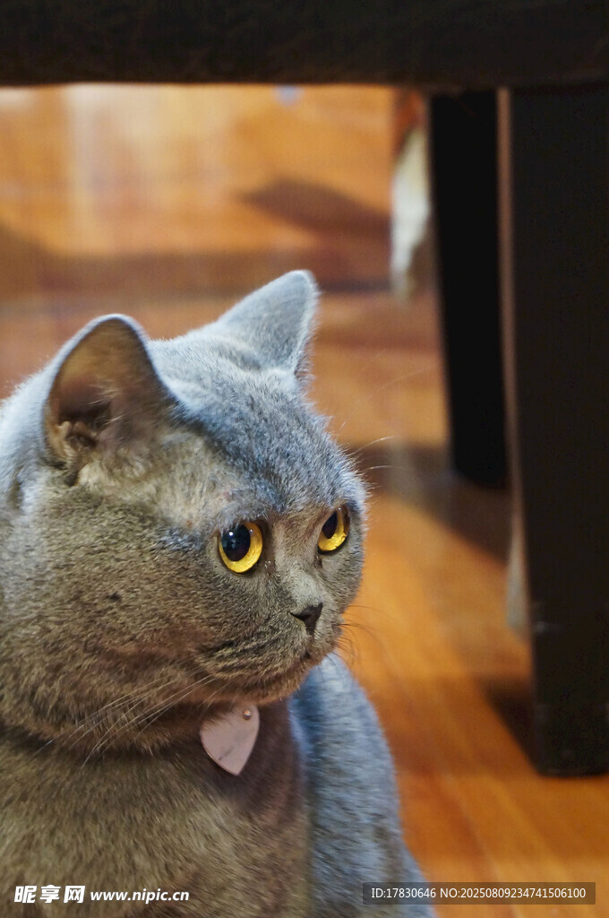 吐舌的灰猫