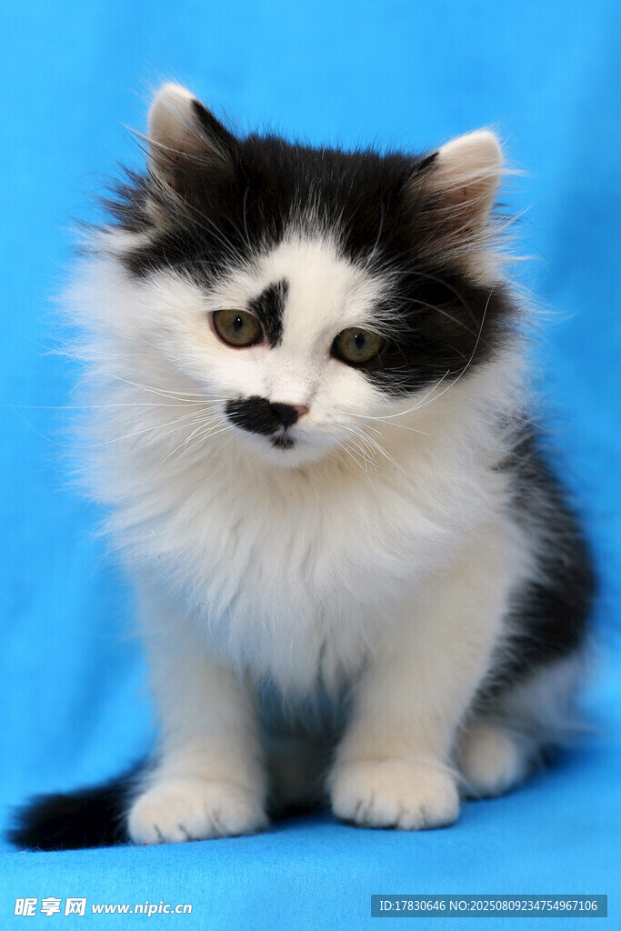 猫咪