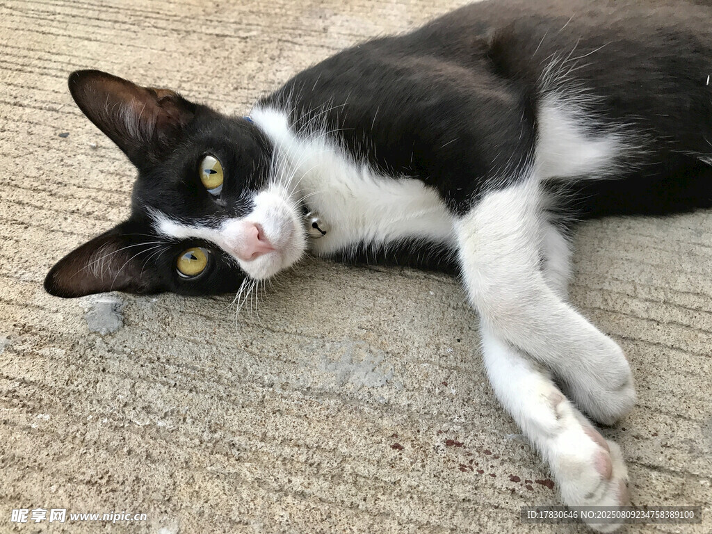 猫咪