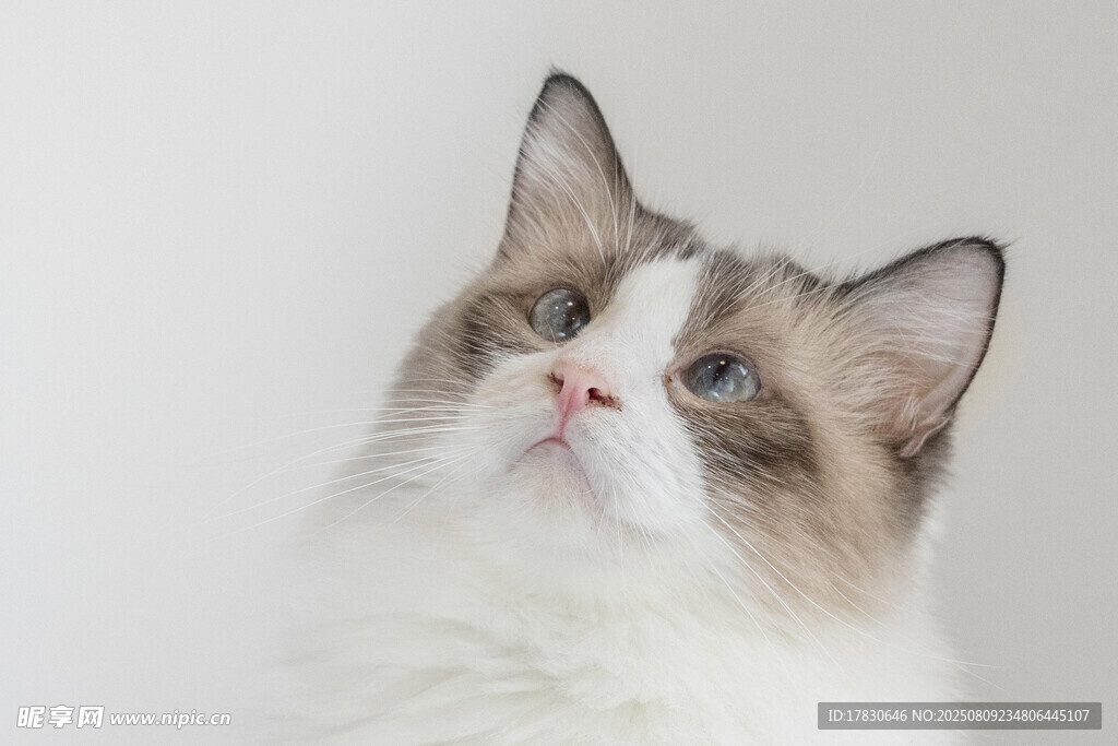 猫咪