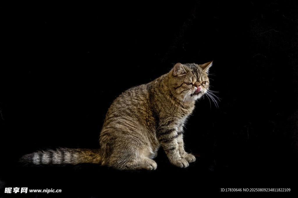 猫咪