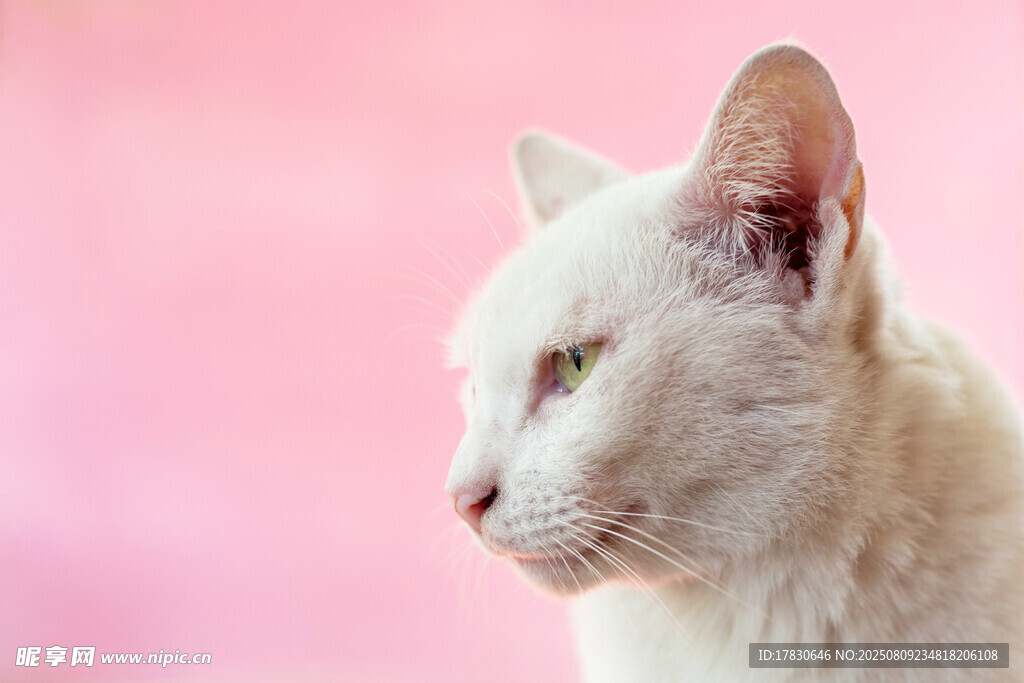 猫咪