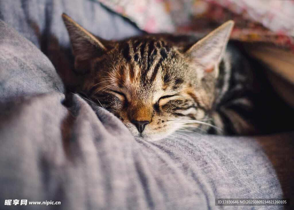 猫咪