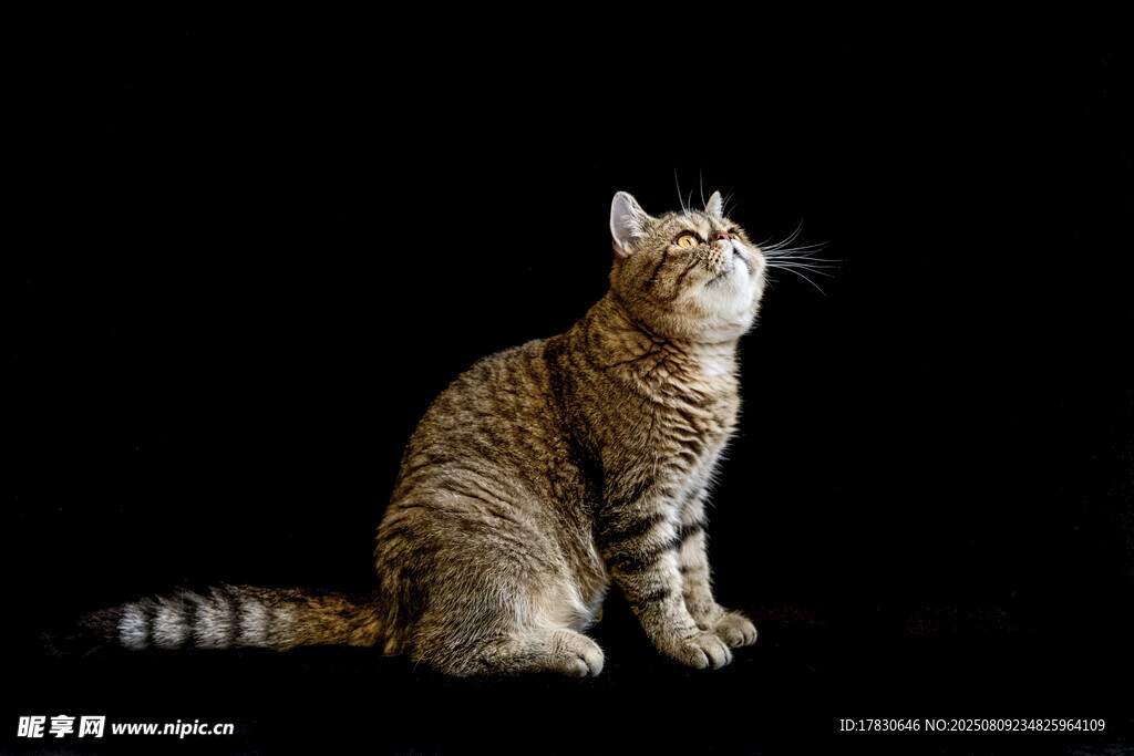 猫咪