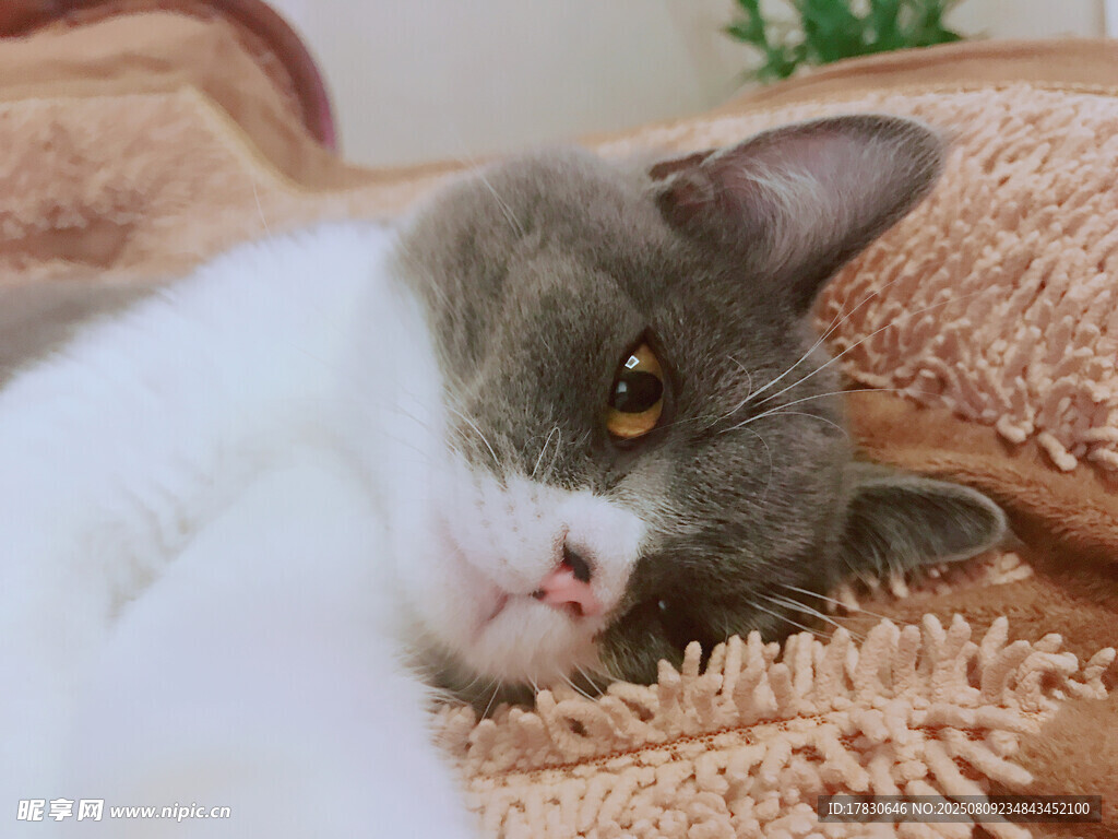 猫咪