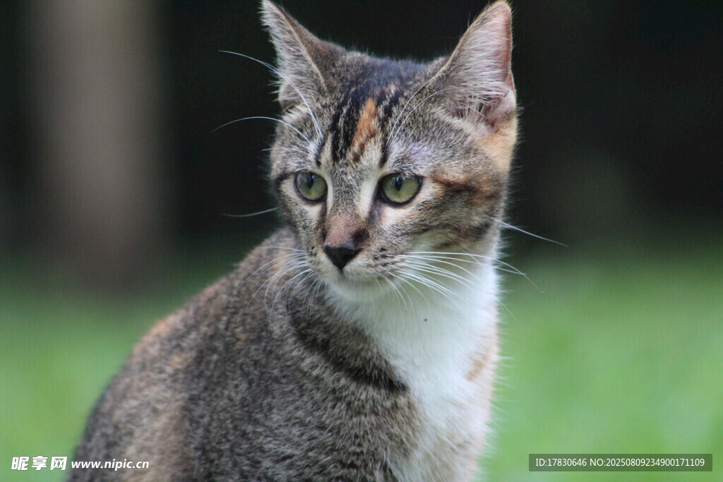 猫咪