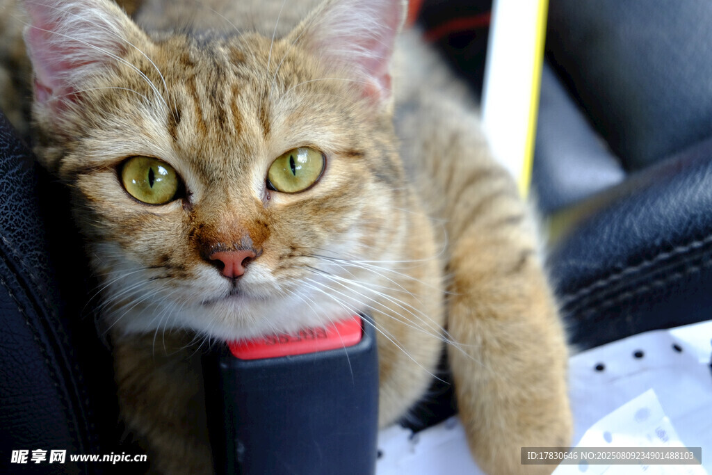 猫咪