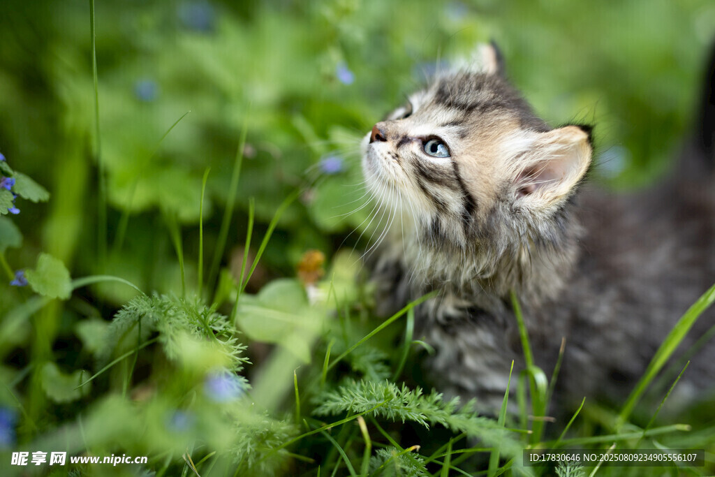 猫咪