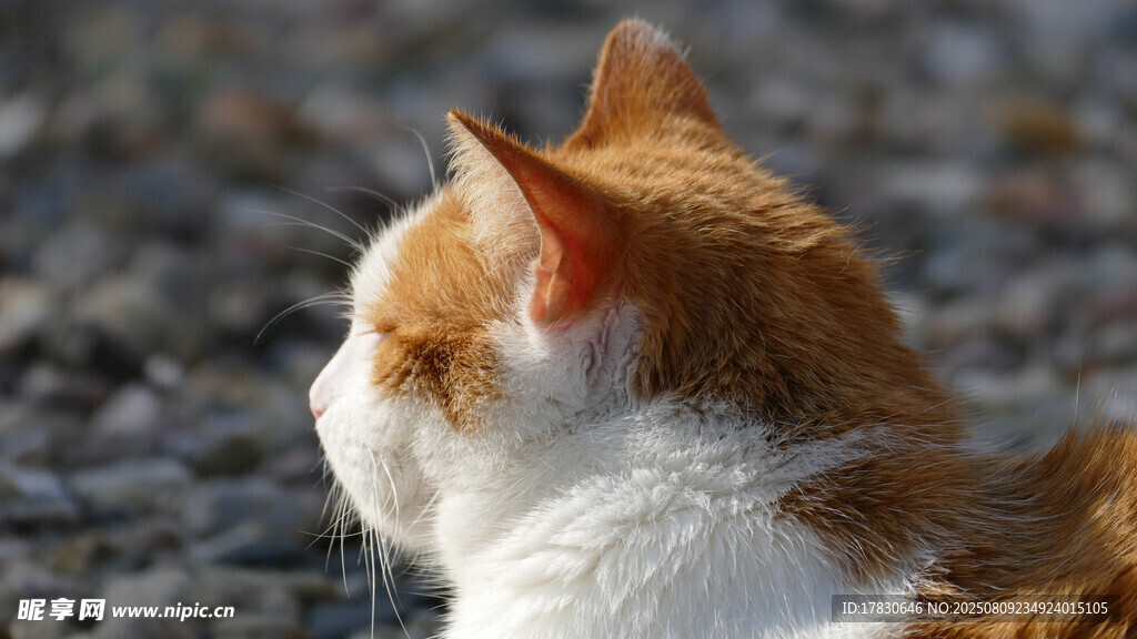 猫咪