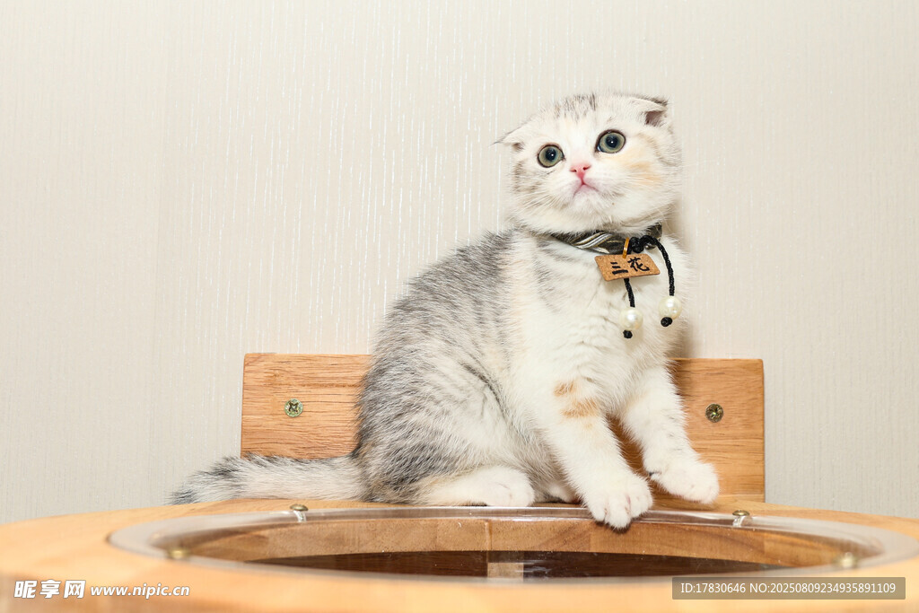 可爱银渐层猫咪坐于木桌