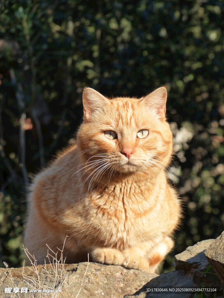 猫咪