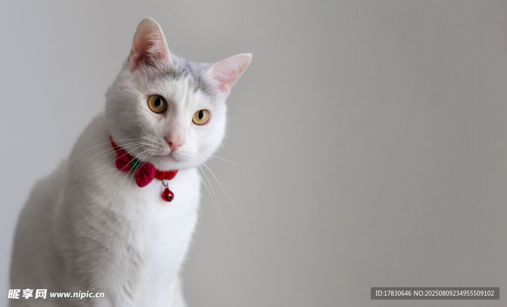 猫咪