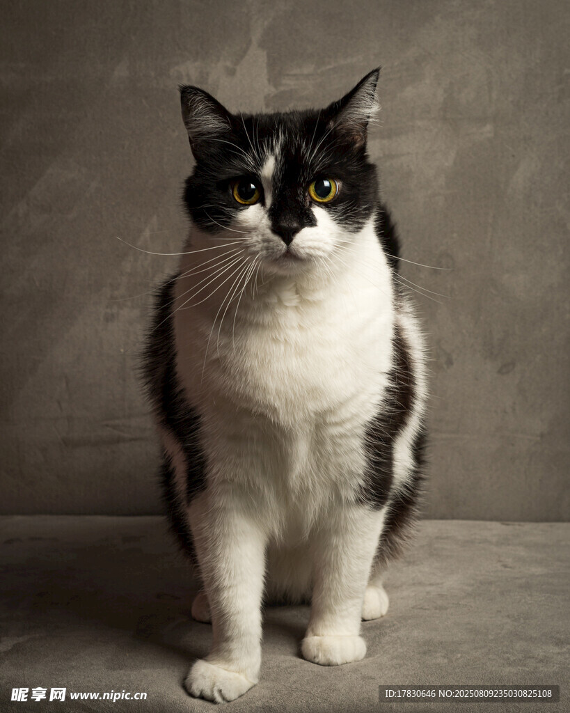 猫咪