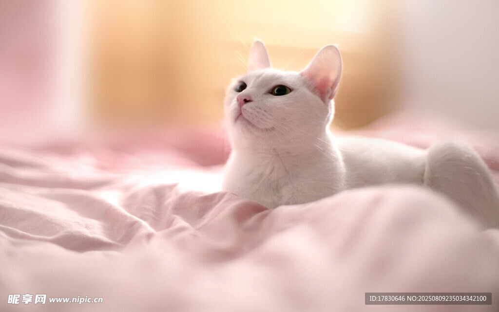 猫咪