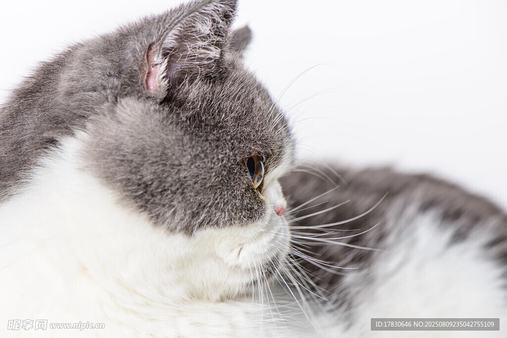 猫咪