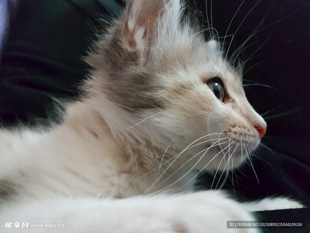 猫咪