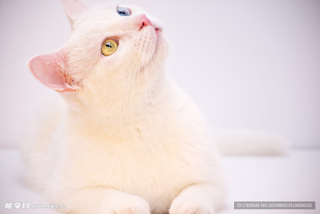 猫咪