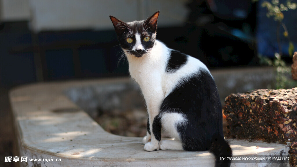 猫咪