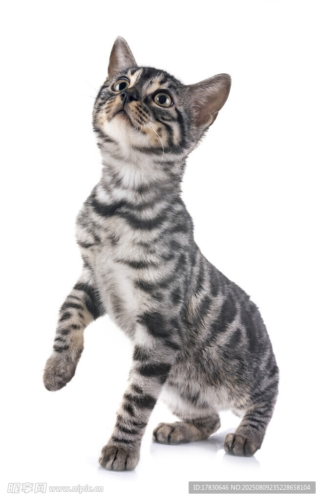 猫咪
