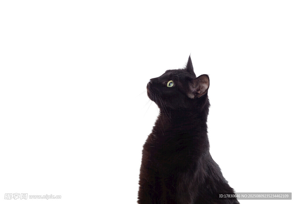 猫咪