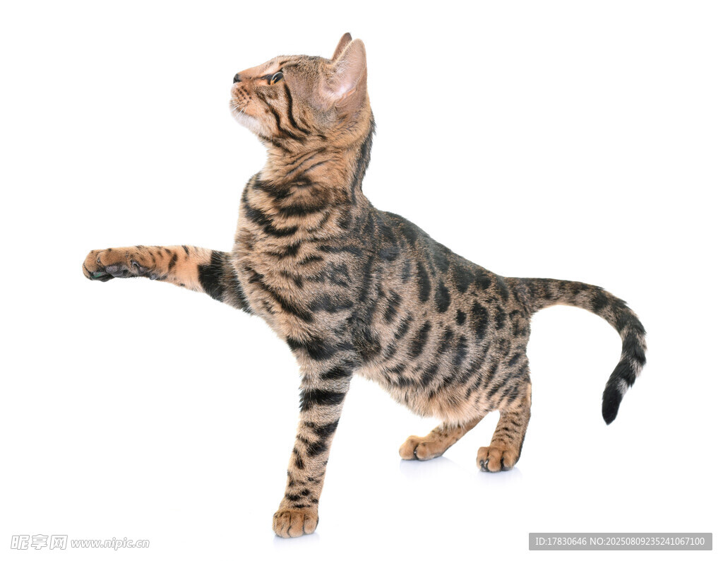 猫咪