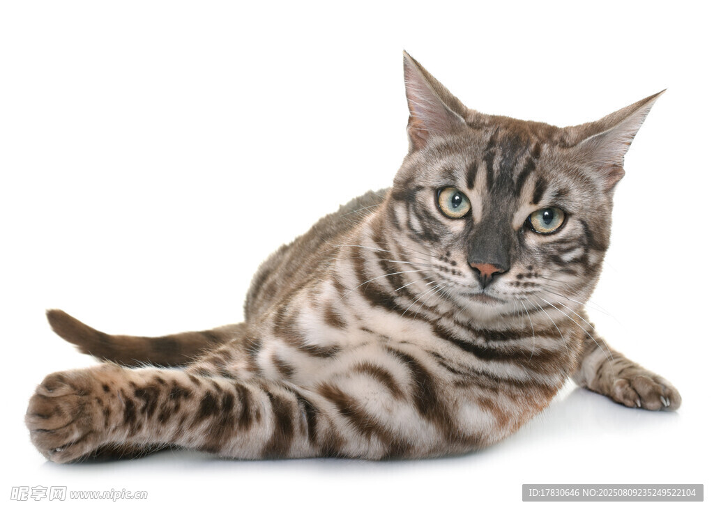 猫咪