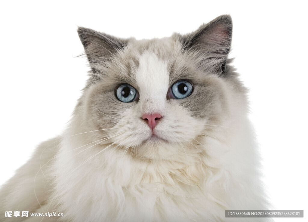 猫咪