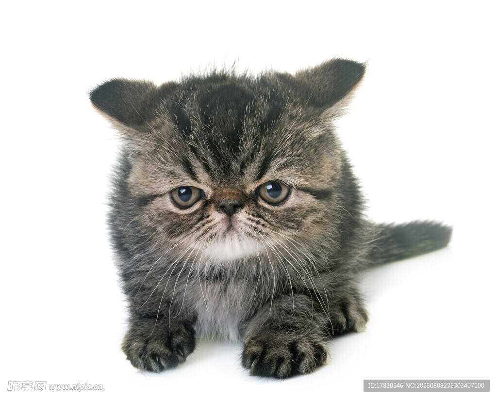 猫咪
