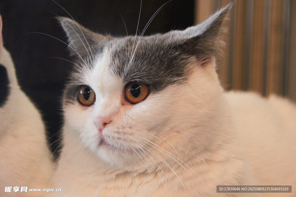 猫咪