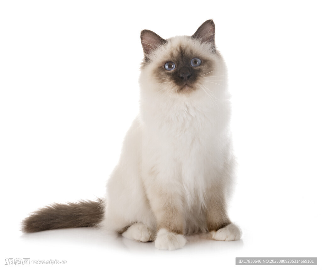 猫咪