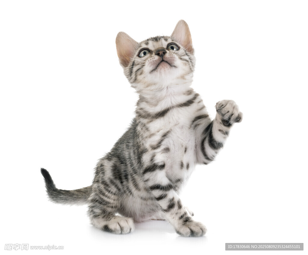 猫咪