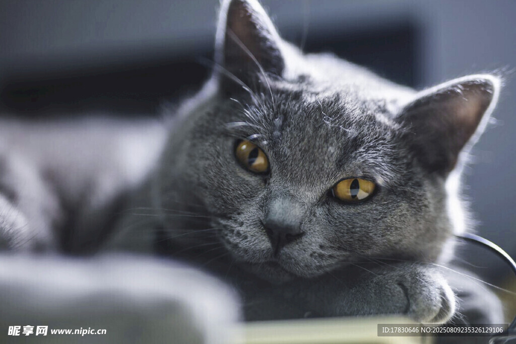 猫咪