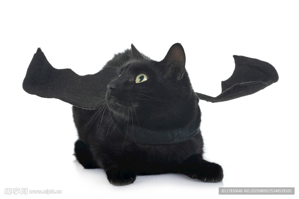 猫咪