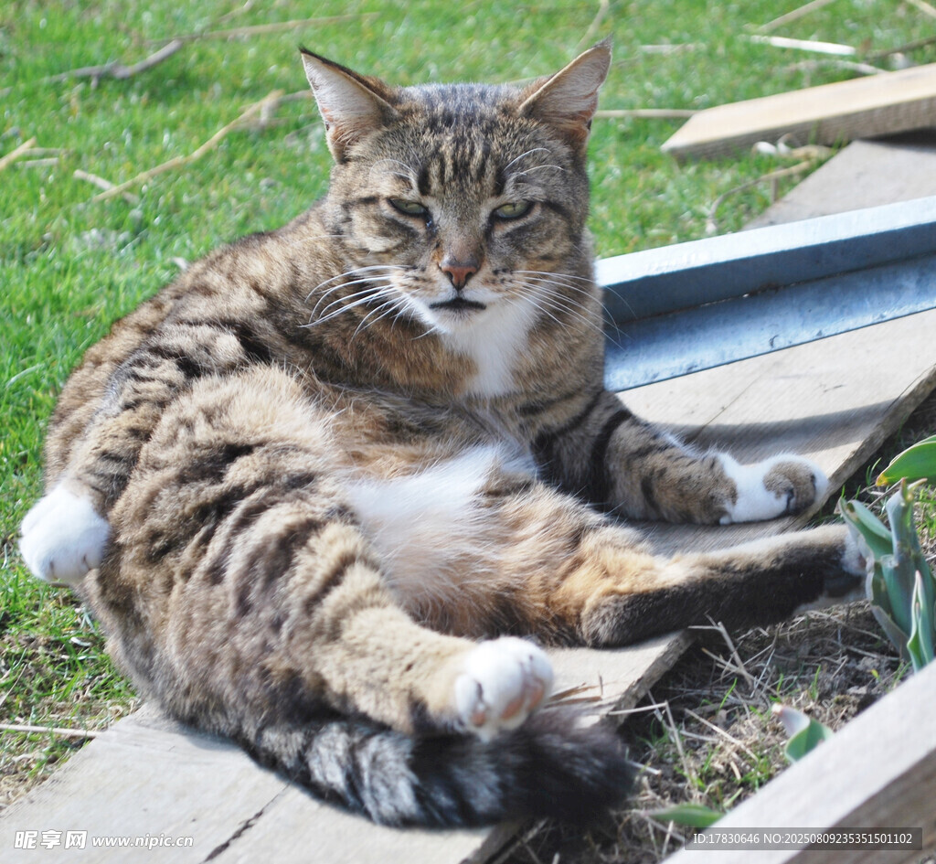 猫咪