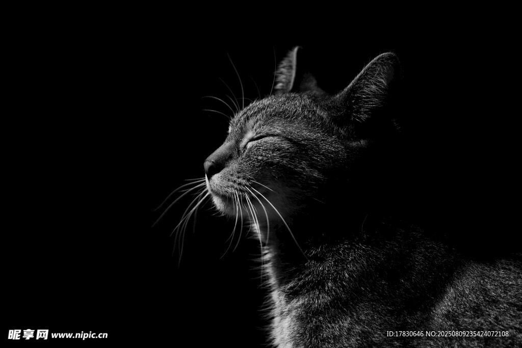 猫咪